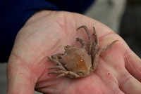 Northern Kelp Crab (Shell)