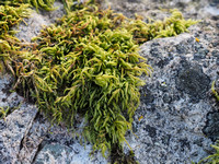 Liverworts, Mosses and Lichens