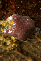 Purple Intertidal Sponge