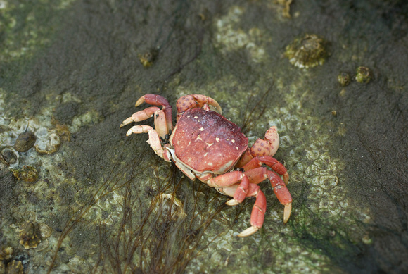 Purple Shore Crab (Shell)