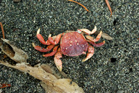 Purple Shore Crab (shell)
