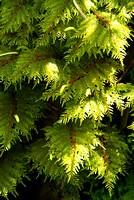 Oregon Beaked Moss
