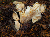 White Chanterelle