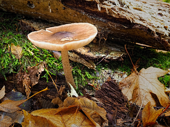 older Deer Mushroom