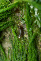 Seaweed Isopod