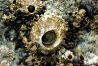 Intertidal Marine Life