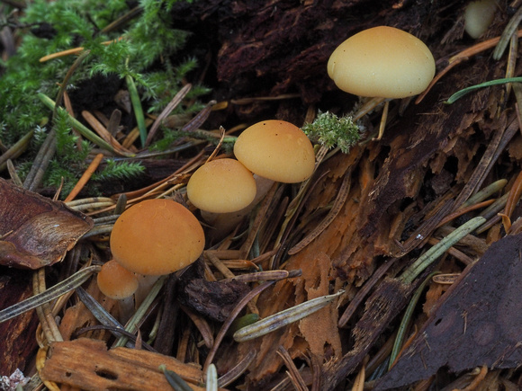 Tuft Mushroom