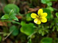 Trailing Yellow Violet