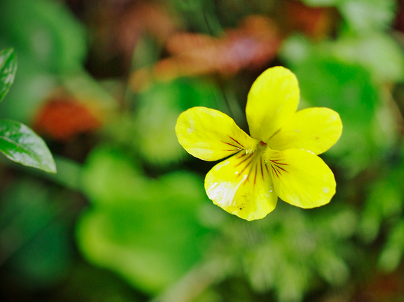 Trailing Yellow Violet