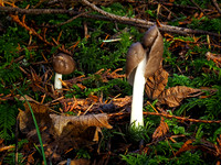 Flexible Helvella / Elastic Saddle