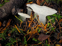 Toothed Jelly Fungus