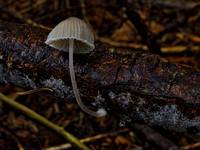 Mycena